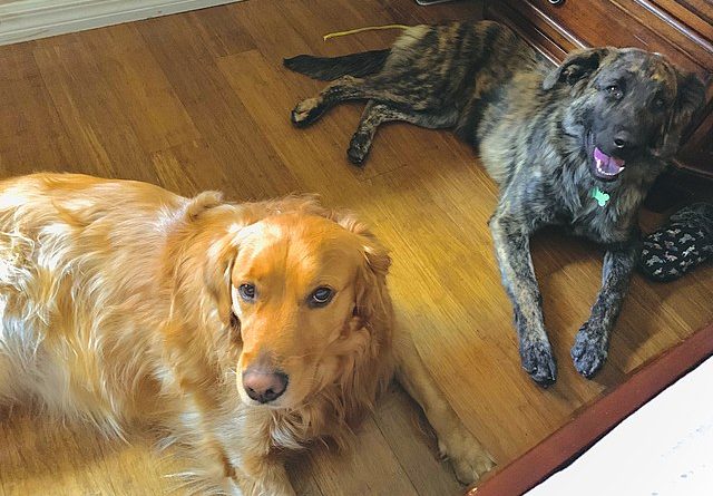 How To Make Sure Your Dog Does Not Scratch Your Floors