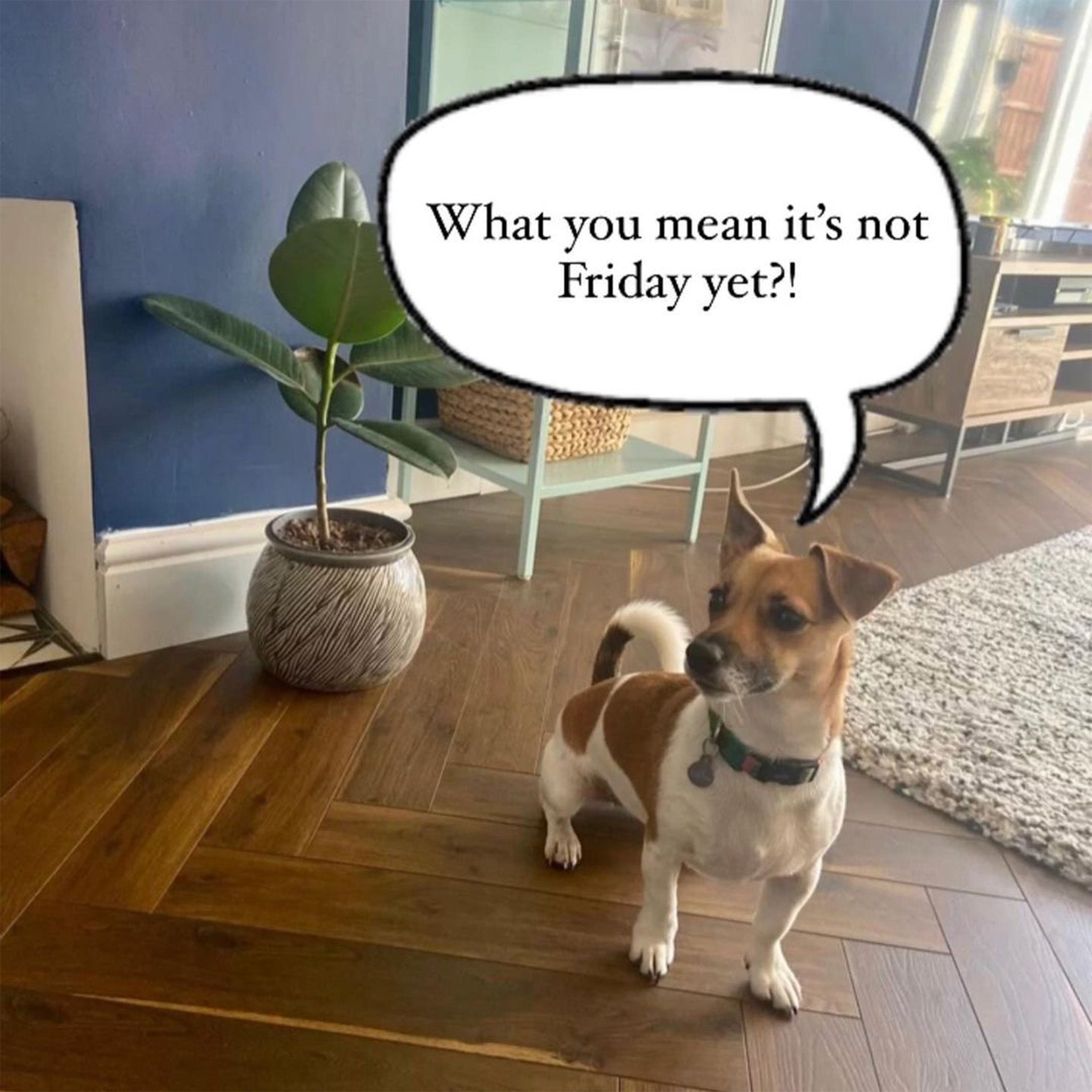 Chocolate Oak 12mm Herringbone Laminate - Floor Street